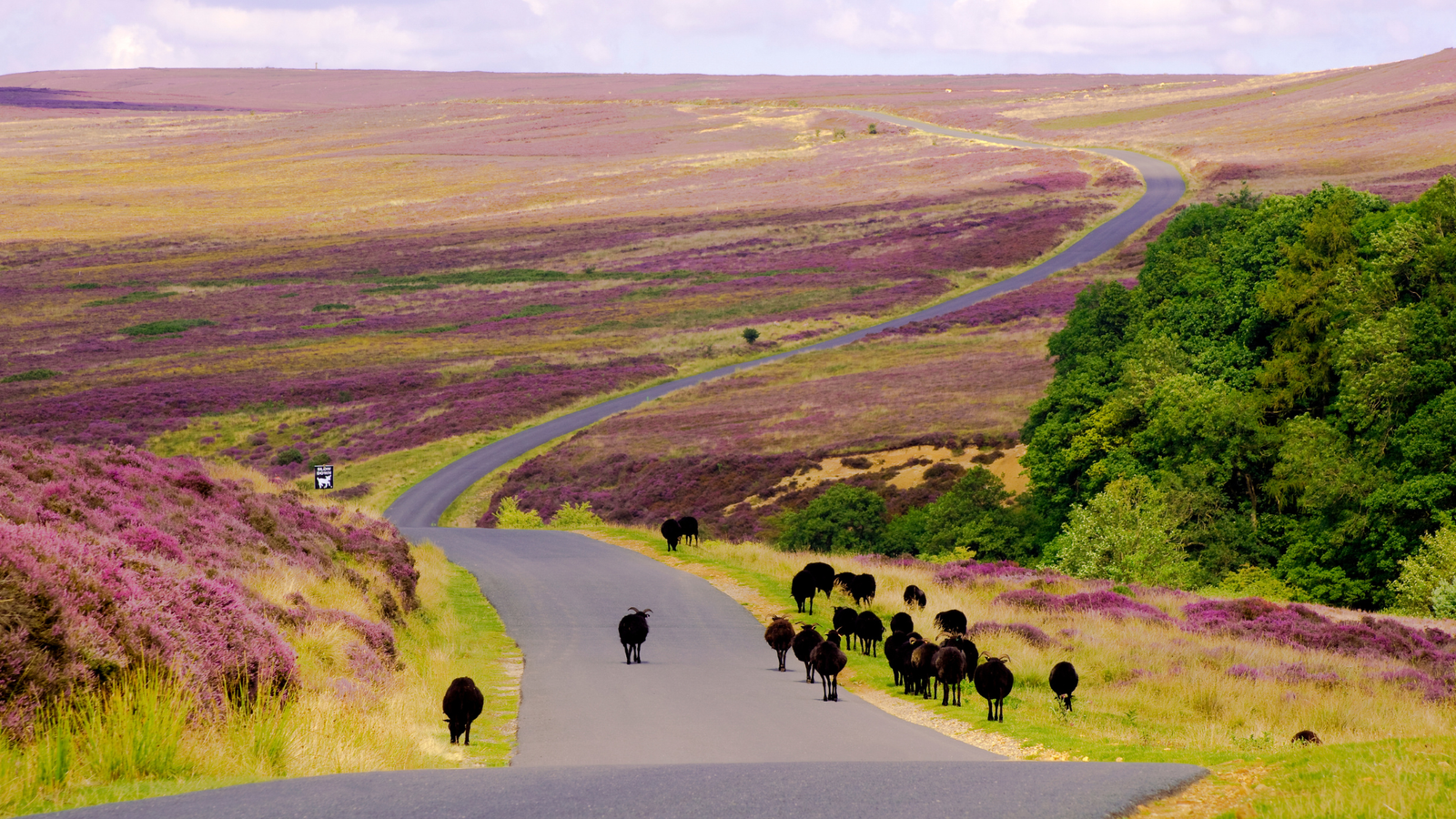 North York Moors