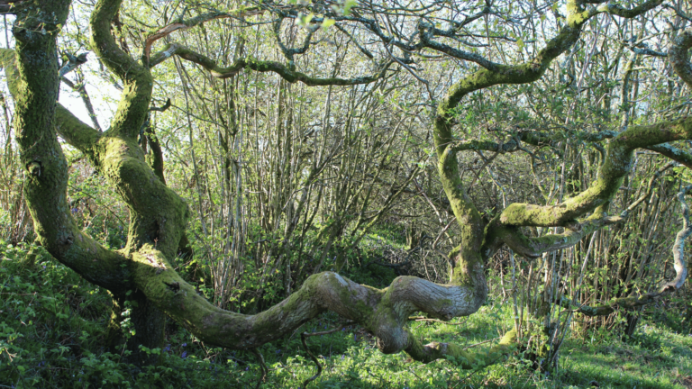 ancient woodland